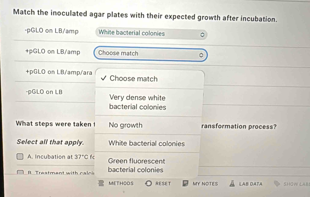 Match the inoculated agar plates with their expected growth after incubation.
-pGLO on LB/amp White bacterial colonies
+pGLO on LB/amp Choose match
+pGLO on LB/amp/ara
Choose match
-pGLO on LB
Very dense white
bacterial colonies
What steps were taken 1 No growth ransformation process?
Select all that apply. White bacterial colonies
A. Incubation at 37°C fc Green fluorescent
B Treatment with calci bacterial colonies
METHODS RESET MY NOTES LAB DATA SHOW LAB