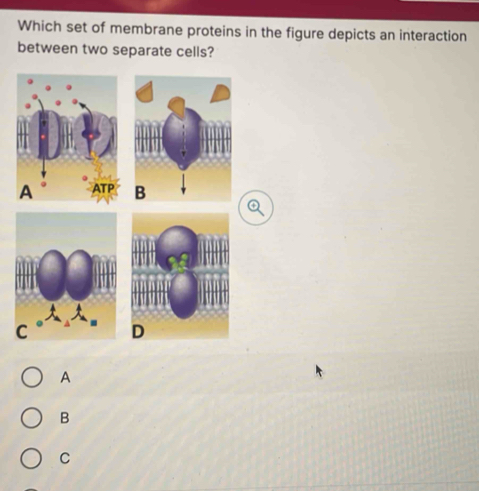 Solved: Which set of membrane proteins in the figure depicts an ...