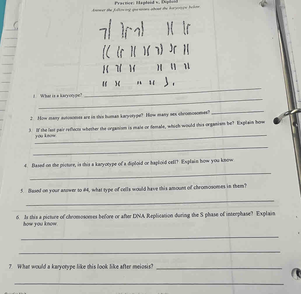 Practice: Haploid v. Diploid 
Answer the following questions about the karyotype below. 
1 
_ 
)( 
 , 
_ 
1. What is a karyotype? 
2. How many autosomes are in this human karyotype? How many sex chromosomes? 
_ 
_ 
3. If the last pair reflects whether the organism is male or female, which would this organism be? Explain how 
you know. 
_ 
4. Based on the picture, is this a karyotype of a diploid or haploid cell? Explain how you know. 
_ 
5. Based on your answer to #4, what type of cells would have this amount of chromosomes in them? 
_ 
6. Is this a picture of chromosomes before or after DNA Replication during the S phase of interphase? Explain 
how you know. 
_ 
_ 
7. What would a karyotype like this look like after meiosis?_ 
_