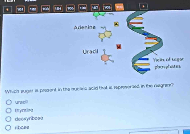 ψ 101 102 103 10° 105 106 107 108 108 ,
Adenine
Uracil
Helix of sugar
phosphates
Which sugar is present in the nucleic acid that is represented in the diagram?
uracil
thymine
deoxyribose
ribose