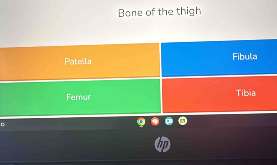 Bone of the thigh 
Patella 
Fibula 
Femur 
Tibia