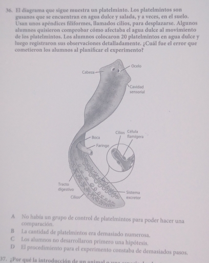 El diagrama que sigue muestra un platelminto. Los platelmintos son
gusanos que se encuentran en agua dulce y salada, y a veces, en el suelo.
Usan unos apéndices filiformes, llamados cilios, para desplazarse. Algunos
alumnos quisieron comprobar cómo afectaba el agua dulce al movimiento
de los platelmintos. Los alumnos colocaron 20 platelmintos en agua dulce y
luego registraron sus observaciones detalladamente. ¡Cuál fue el error que
cometieron los alumnos al planificar el experimento?
A No había un grupo de control de platelmintos para poder hacer una
comparación.
B La cantidad de platelmintos era demasiado numerosa.
C Los alumnos no desarrollaron primero una hipótesis.
D El procedimiento para el experimento constaba de demasiados pasos.
37. ¿Por qué la introducción de un animal o un