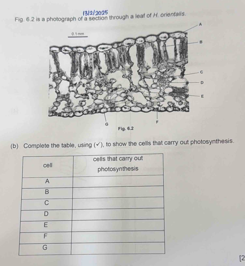 13/2/2025 
Fig. 6.2 s a photograph of a section through a leaf of H. orientalis. 
(b) Complete the table, using (√), to show the cells that carry out photosynthesis. 
[2