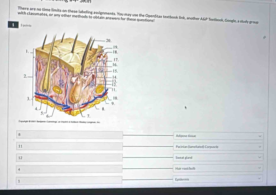 There are no time limits on these labeling assignments. You may use the OpenStax textbook link, another A&P Textbook, Google, a study group
with classmates, or any other methods to obtain answers for these questions!
1 3 points
Copyright @ 2001 Stenjamin Cummings' an imprint of Addison Wastey Longman, Inc.
8
Adipose tissue
11 Pacinian (lamellated) Corpuscle
12 Sweat gland
4
Hair root/bulb
1
Epidermis