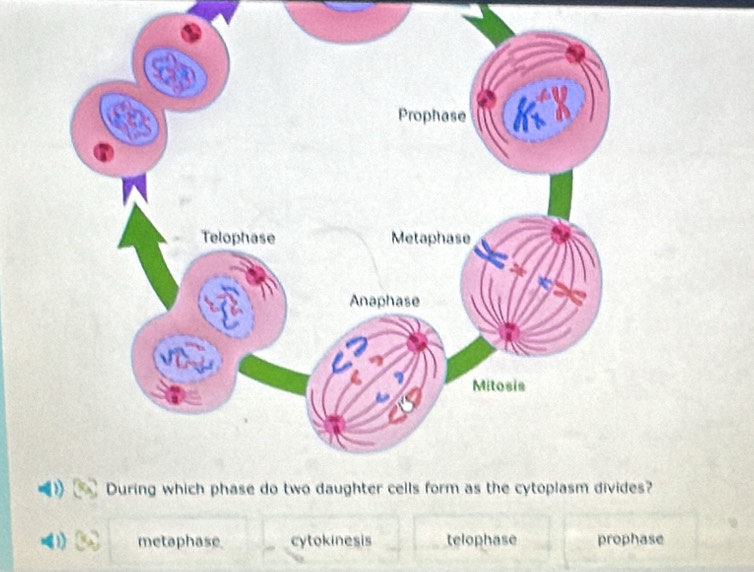 metaphase cytokinesis telophase prophase