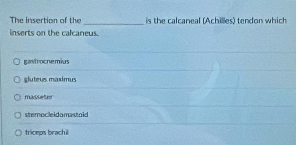 The insertion of the _is the calcaneal (Achilles) tendon which
inserts on the calcaneus.
gastrocnemius
gluteus maximus
masseter
sterocleidomastoid
triceps brachii