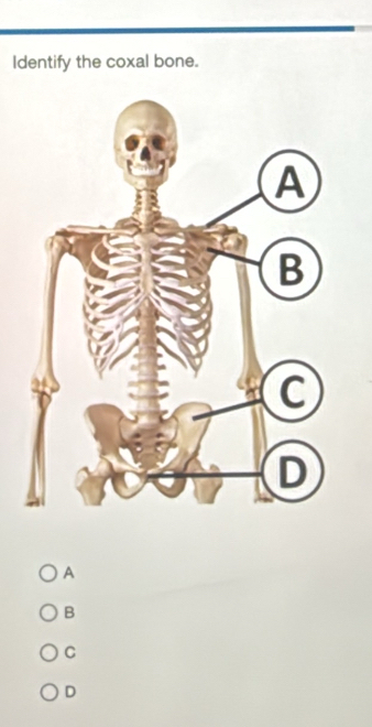 Identify the coxal bone.
A
B
C
D