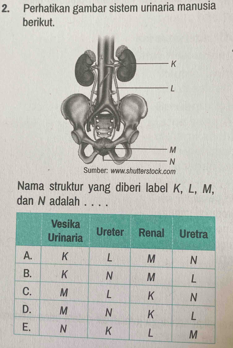 Perhatikan gambar sistem urinaria manusia 
berikut. 
Nama struktur yang diberi label K, L, M, 
dan N adalah . . . .