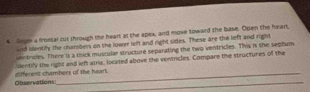 Begin a frontal cut through the heart at the apex, and move toward the base. Open the heart, 
end identify the chambers on the lower left and right sides. These are the left and right 
ventricles. There is a thick muscular structure separating the two ventricles. This is the septum 
dentify the right and left atria, located above the ventricles. Compare the structures of the 
different chambers of the heart. 
Observations: 
_