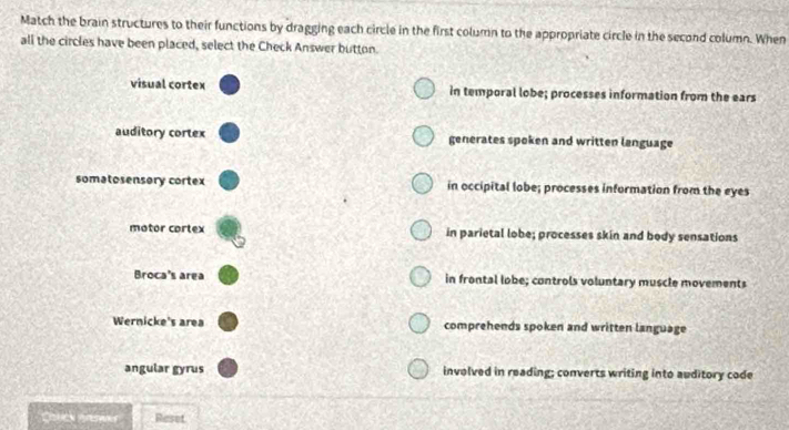 Match the brain structures to their functions by dragging each circle in the first column to the appropriate circle in the second column. When
all the circles have been placed, select the Check Answer button.
visual cortex in temporal lobe; processes information from the ears
auditory cortex generates spoken and written language
somatosensory cortex in occipital lobe; processes information from the eyes
motor cortex in parietal lobe; processes skin and body sensations
Broca's area in frontal lobe; controls voluntary muscle movements
Wernicke's area comprehends spoken and written language
angular gyrus involved in reading; converts writing into auditory code
Chucs pnewer Reset