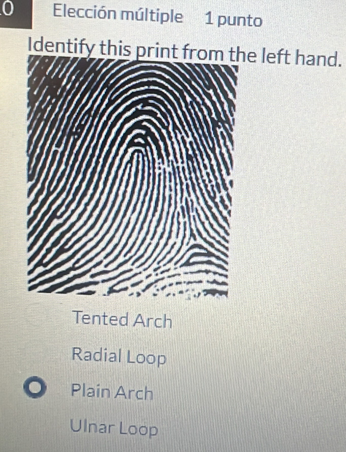 Elección múltiple 1 punto
Identify this printe left hand.
Tented Arch
Radial Loop
Plain Arch
Ulnar Loop