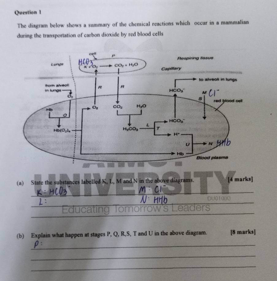 The diagram below shows a summary of the chemical reactions which occur in a mammalian
during the transportation of carbon dioxide by red blood cells
(a) State the substances labelled K, L, M and N in the above diagrams. [4 marks]
_
_
DU010(K)
Educating Tom
aders
(b) Explain what happen at stages P, Q, R,S, T and U in the above diagram. [8 marks]
_
_
_