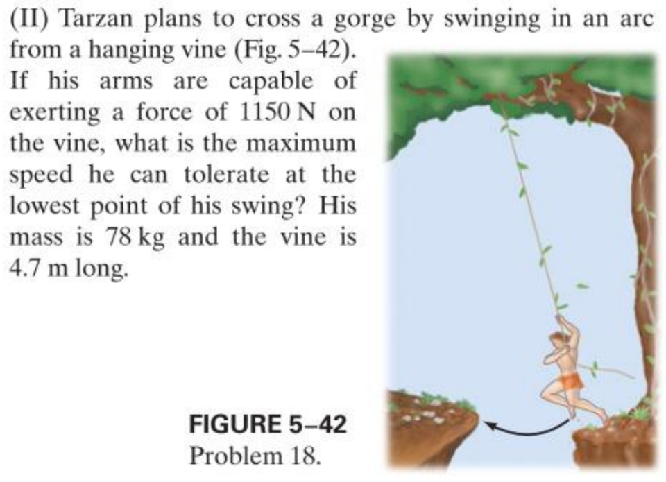 (II) Tarzan plans to cross a gorge by swinging in an arc 
from a hanging vine (Fig. 5-42). 
If his arms are capable of 
exerting a force of 1150 N on 
the vine, what is the maximum 
speed he can tolerate at the 
lowest point of his swing? His 
mass is 78 kg and the vine is
4.7 m long. 
FIGURE 5-42 
Problem 18.