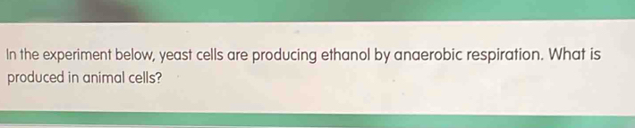 In the experiment below, yeast cells are producing ethanol by anaerobic respiration. What is 
produced in animal cells?