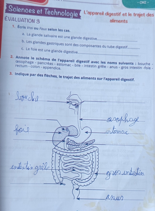 CM2 
Sciences et Technologie L’appareil digestif et le trajet des 
ÉVALUATION 3 aliments 
1. Écris Vrai ou Faux selon les cas. 
a. La glande salivaire est une glande digestive_ 
b. Les glandes gastriques sont des composantes du tube digestif_ 
_ 
c. Le foie est une glande digestive 
2. Annote le schéma de l'appareil digestif avec les noms sulvants : bouche - 
œsophage - pancréas - estomac - bile - intestin grêle - anus - gros intestin -foie - 
rectum - colon - appendice. 
3. Indique par des flèches, le trajet des aliments sur l’appareil digestif.