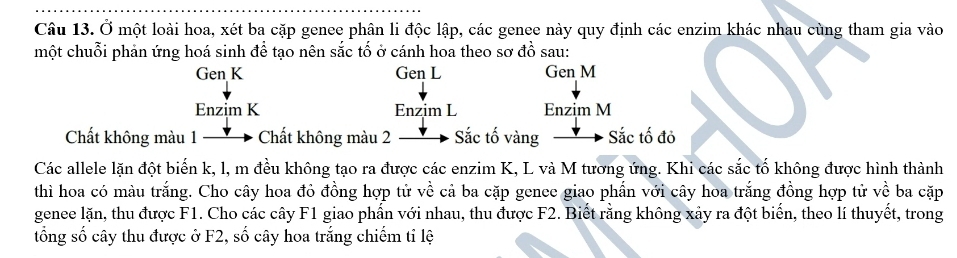 Ở một loài hoa, xét ba cặp genee phân li độc lập, các genee này quy định các enzim khác nhau cùng tham gia vào 
một chuỗi phản ứng hoá sinh để tạo nên sắc tố ở cánh hoa theo sơ đồ sau: 
Gen K Gen L Gen M 
Enzim K Enzim L Enzim M 
Chất không màu 1 - Chất không màu 2 Sắc tố vàng Sắc tố đỏ 
Các allele lặn đột biến k, l, m đều không tạo ra được các enzim K, L và M tương ứng. Khi các sắc tố không được hình thành 
thì hoa có màu trắng. Cho cây hoa đỏ đồng hợp tử về cả ba cặp genee giao phần với cây hoa trắng đồng hợp tử về ba cặp 
genee lặn, thu được F1. Cho các cây F1 giao phần với nhau, thu được F2. Biết rằng không xảy ra đột biển, theo lí thuyết, trong 
tổng số cây thu được ở F2, số cây hoa trắng chiếm tỉ lệ