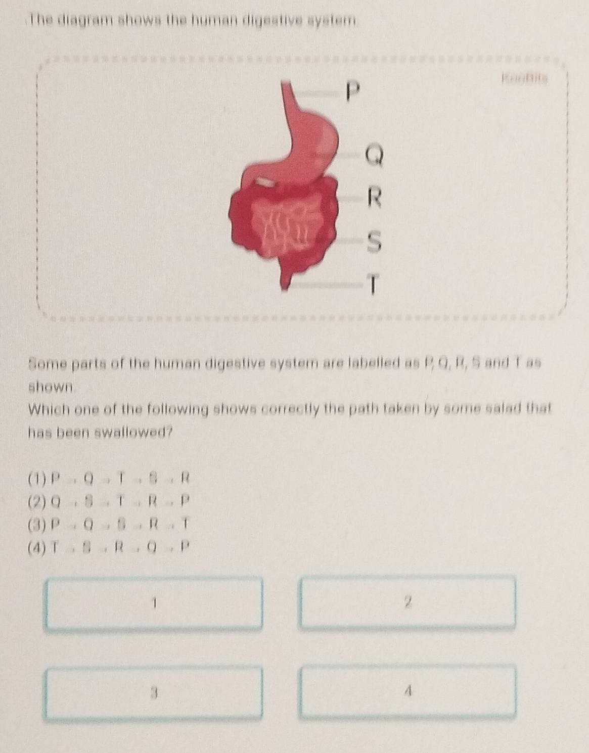 .The diagram shows the human digestive system
Some parts of the human digestive system are labelled as P, Q, R, S and T as
shown
Which one of the following shows correctly the path taken by some salad that
has been swallowed?
(1) Pto Qto Tto Bto R
(2) Q, beta , Tto Rto P
(3) Pto Qto Bto Rto T
(4) T..B..R..P.P
1
2
3
A