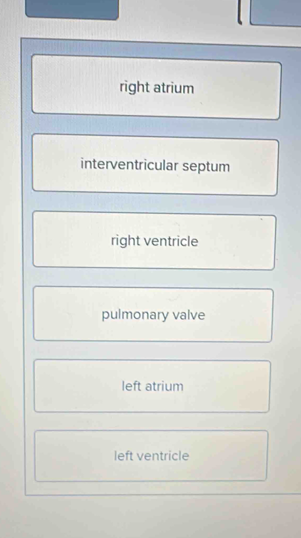 right atrium
interventricular septum
right ventricle
pulmonary valve
left atrium
left ventricle