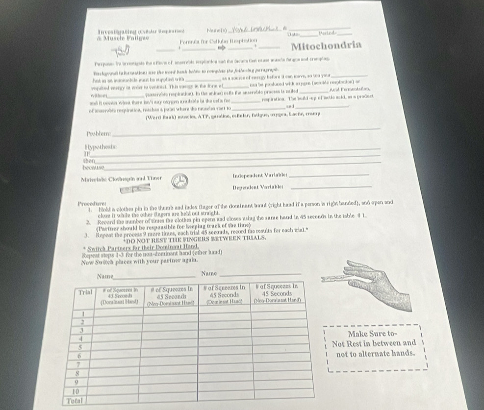 Investigating (Csilular Respiration) Name(s) _Date_ Period=_ 
Muscle Fatigue Formula für Cellular Resptration 
__ 
_ 
_Mitochondrîa 
Parpase- To investgats the effects of anserobis respiration and the factors that cause muscle faigue and cramping. 
lackgrond information: use the word bank below to complete the following paragraph 
hut as an aummchile must be supplied with _as a source of energy before it can move, so too your_ 
required energy in order to contract. This energy in the form of _can be produced with oxygen (acrobic respiration) or 
wihout (anseroble respiration). In the animal cells the anserobic process is called _Acid Fermentation, 
and it occurs when there isn't any oxygen available in the cells fur _respiration. The build -up of lactic acid, as a product 
of anserobie respiration, reachas a point where the muscles start to_ and_ 
(Word Biank) muscles, ATP, gasoline, cellular, fatigue, oxygen, Lactic, cramp 
Problem: 
_ 
Hypothesis: 
IF_ 
then_ 
because 
_ 
Materials: Clothespin and Timer Independent Variable:_ 
Dependent Variable: 
Procedure: 
l Nold a clothes pin in the thumb and index finger of the dominant hand (right hand if a person is right handed), and open and 
close it while the other fingers are held out straight. 
2. Record the number of times the clothes pin opens and closes using the same hand in 45 seconds in the table # 1. 
(Partner should be responsible for keeping track of the time) 
3. Repeat the process 9 more times, each trial 45 seconds, record the results for each trial.* 
*DO NOT REST THE FINGERS BETWEEN TRIALS. 
Switch Partners for their Dominant Hand, 
Repeat steps 1-3 for the non-dominant hand (other hand) 
Now Switch places with your partner again. 
Make Sure to- 
Not Rest in between and 
not to alternate hands.