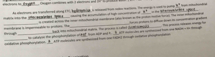 electrons to_ Oxygen combines with 2 electrons and 2H^+ to produce water . ( 2 
As electrons are transferred along ETC, h o is released from redox reactions. The energy is used to pump _ H^+ from mitochondrial 
matrix into the inter membre causing the accumulation of high concentration of_ H^+ in the lfermem brane 
is created across the inner mitochondrial membrane (also known as the proton motive force). The inner mitochondrial 
membrane is impermeable to protons. The forces protons to diffuse down its concentration gradient 
_through _back into mitochondrial matrix. The process is called chem o . This process releases energy for 
to catalyse the phosphorylation of from ADP and P ATP molecules are synthesized from one NADH + H+ through 
oxidative phosphorylation. _ ATP molecules are synthesized from one FADH2 through oxidative phosphorylation
