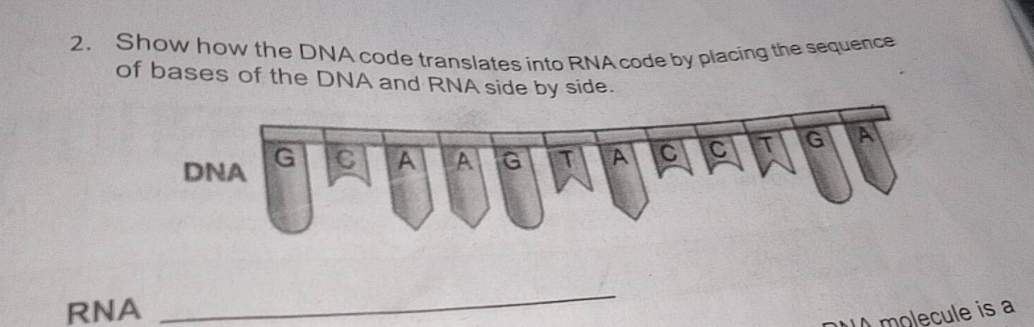Solved: Show how the DNA code translates into RNA code by placing the ...