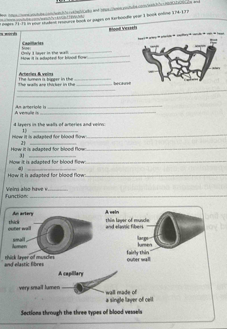 deo: htts://www.woutube.com/watch7vev43ej5!Ceflo and https://www.woutube.com/watch?v=Ab9OZsDECZw and
www.voutube.com/watch?v=kVGb778WcMU y pages 71-71 in your student resource book or pages on Kerboodle year 1 book online 174-177
V words Blood Vessels
venula + vein → heart
Capillaries
Size: 
_
Only 1 layer in the wall:
_
_
How it is adapted for blood flow:
Arteries & veins 
The lumen is bigger in the
_
The walls are thicker in the _because
__
An arteriole is
_
A venule is_
4 layers in the walls of arteries and veins:
_
1)_
How it is adapted for blood flow:
_
2)_
How it is adapted for blood flow:
3)_
How it is adapted for blood flow:_
4)_
How it is adapted for blood flow:_
Veins also have v_
Function:_
An artery A vein
thick thin layer of muscle
outer wall and elastic fibers
large
small lumen
lumen
fairly thin
thick layer of muscles
outer wall
and elastic fibres
A capillary
very small lumen
wall made of
a single layer of cell
Sections through the three types of blood vessels