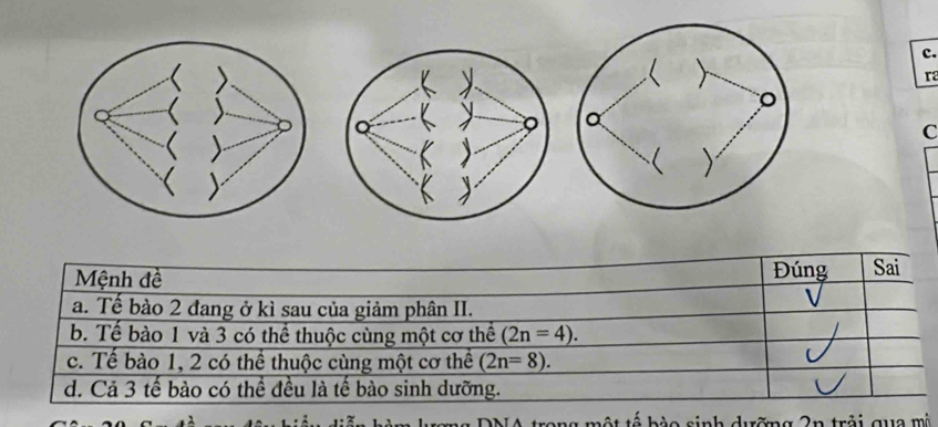 c.
ra
C
Mệnh đề Đúng Sai
a. Tế bào 2 đang ở kì sau của giảm phân II.
b. Tế bào 1 và 3 có thể thuộc cùng một cơ thể (2n=4).
c. Tế bào 1, 2 có thể thuộc cùng một cơ thể (2n=8).
d. Cả 3 tế bào có thể đều là tế bào sinh dưỡng.
mg DNA trong một tố bào sinh dưỡng 2n trởi qua mà