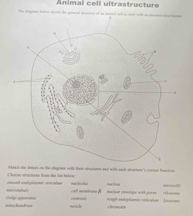 Animal cell ultrastructure
The diagram below shows the general structure of an animal cell as seen with an electron microscope.
A
Match the letters on the diagram with their structures and with each structure's correct function.
Choose structures from the list below:
smooth endoplasmic reticulum nucleolus nucleus microvilli
microtubule cell membrane nuclear envelope with pores ribosome
Golgi apparatus centriole rough endoplasmic reticulum lysosome
mitochondrion vesicle chromatin