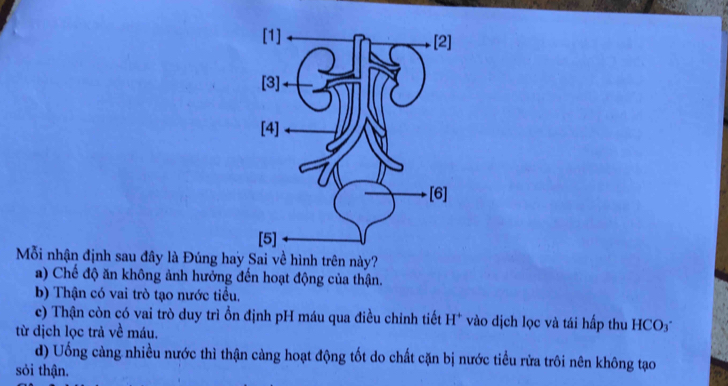 Mỗi nhận định sau đây là Đúng hay Sai về hình trên này?
a) Chế độ ăn không ảnh hưởng đến hoạt động của thận.
b) Thận có vai trò tạo nước tiểu.
c) Thận còn có vai trò duy trì ồn định pH máu qua điều chỉnh tiết H* vào dịch lọc và tái hấp thu HCO
từ dịch lọc trả về máu.
d) Uống càng nhiều nước thì thận càng hoạt động tốt do chất cặn bị nước tiểu rửa trôi nên không tạo
sỏi thận.