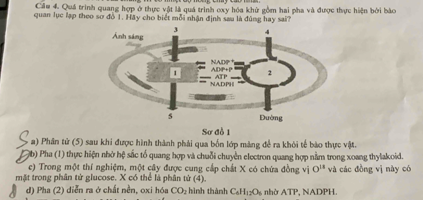 Quá trình quang hợp ở thực vật là quá trình oxy hóa khử gồm hai pha và được thực hiện bởi bào 
quan lục lạp theo sơ đồ 1. Hãy cho biết mỗi nhận định sau là đúng hay sai? 
Sơ đồ 1 
a) Phân tử (5) sau khi được hình thành phải qua bốn lớp màng để ra khỏi tế bào thực vật. 
0b) Pha (1) thực hiện nhờ hệ sắc tố quang hợp và chuỗi chuyền electron quang hợp nằm trong xoang thylakoid. 
c) Trong một thí nghiệm, một cây được cung cấp chất X có chứa đồng vị O^(18) và các đồng vị này có 
mặt trong phân tử glucose. X có thể là phân tử (4). 
d) Pha (2) diễn ra ở chất nền, oxi hóa CO_2 hình thành C_6H_12O_6 nhờ ATP, NADPH.