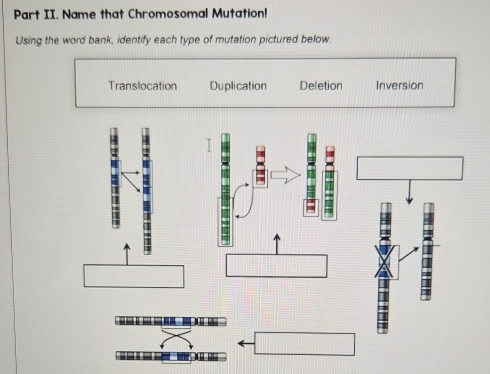 Part II. Name that Chromosomal Mutation!
Using the word bank, identify each type of mutation pictured below.
Translocation Duplication Deletion Inversion