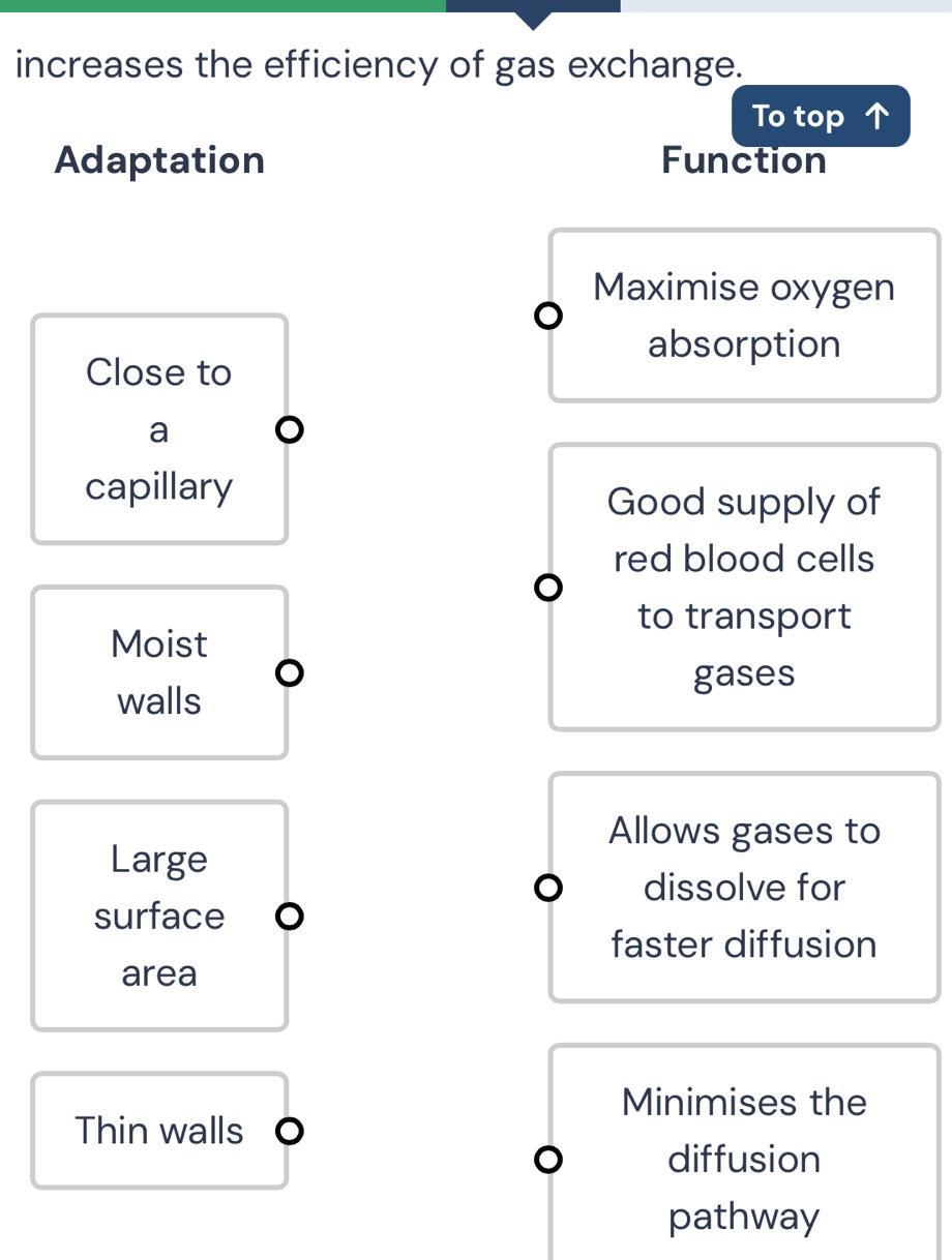 increases the efficiency of gas exchange.
To top 
Adaptation Function
Maximise oxygen
absorption
Close to
a
capillary
Good supply of
red blood cells
to transport
Moist
gases
walls
Allows gases to
Large
dissolve for
surface
faster diffusion
area
Minimises the
Thin walls
diffusion
pathway