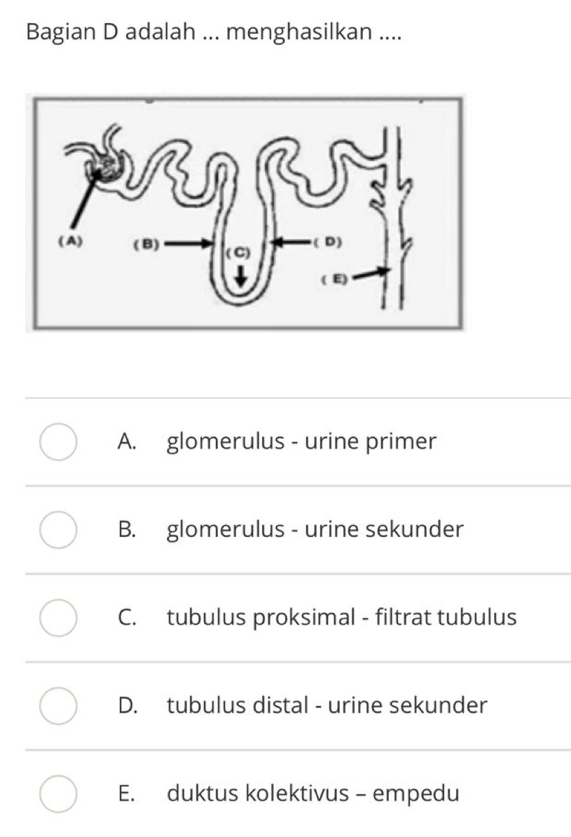 Bagian D adalah ... menghasilkan ....
A. glomerulus - urine primer
B. glomerulus - urine sekunder
C. tubulus proksimal - filtrat tubulus
D. tubulus distal - urine sekunder
E. duktus kolektivus - empedu