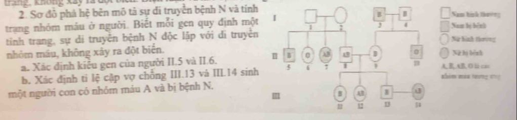 Kng, không Xay làu 
2. Sơ đỗ phá hệ bên mô tả sự di truyền bệnh N và tínhNam tính thưởng 
trạng nhóm máu ở người. Biết mỗi gen quy định mộtNam bị b6nh 
tinh trang, sự di truyện bệnh N độc lập với di truyềnNữ hình thưing 
nhỏm máu, không xây ra đột biến.Nữ hị bình 
a. Xác định kiêu gen của người II. 5 và II.6.A, RAB, O ⅲ czn
b. Xác định ti lệ cập vợ chồng III. 13 và III14 sinh 
albim aéa éưưrg cng 
một người con có nhỏm máu A và bị bệnh N.