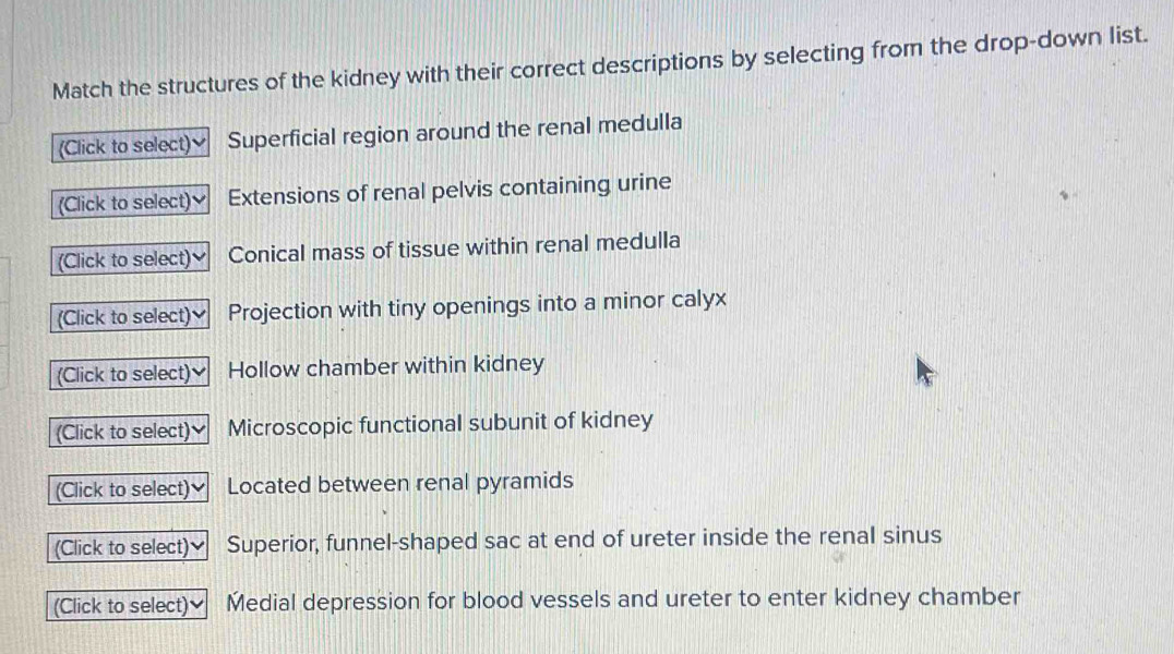 Solved: Match the structures of the kidney with their correct ...