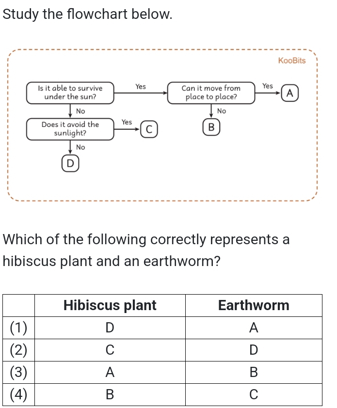 Study the flowchart below. 
KooBits 
Which of the following correctly represents a 
hibiscus plant and an earthworm?