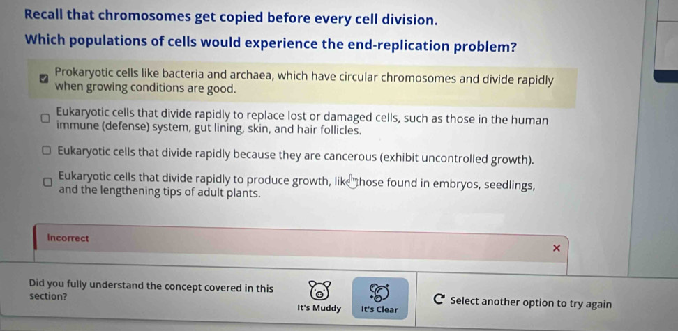 Recall that chromosomes get copied before every cell division.
Which populations of cells would experience the end-replication problem?
Prokaryotic cells like bacteria and archaea, which have circular chromosomes and divide rapidly
when growing conditions are good.
Eukaryotic cells that divide rapidly to replace lost or damaged cells, such as those in the human
immune (defense) system, gut lining, skin, and hair follicles.
Eukaryotic cells that divide rapidly because they are cancerous (exhibit uncontrolled growth).
Eukaryotic cells that divide rapidly to produce growth, like hose found in embryos, seedlings,
and the lengthening tips of adult plants.
Incorrect
×
Did you fully understand the concept covered in this C Select another option to try again
section?
It's Muddy It's Clear