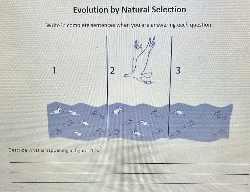 Evolution by Natural Selection 
Write in complete sentences when you are answering each question. 
Describe what is happening in figures 1-3. 
_ 
_ 
_