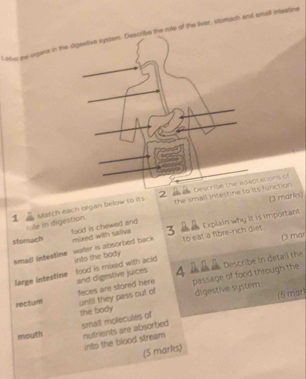 Labe ge organs in thee the role of the liver, stomach and small intestine 
the small intestinits function. 
1 Match each organ below to its 2ptations of 
(3 marks) 
tole in digestion. 
stomach food is chewed and 
(3 mar 
mixed with saliva 
3 B Explain why it is important 
small intestine water is absorbed back to eat a fibre-rich diet. 
into the body 
and digestive juices A A Describe in detail the 
large intestine food is mixed with acid 
passage of food through the 
feces are stored here 
digestive system. 
rectum 
until they pass out of 
(6 mar) 
the body 
small molecules of 
mouth 
nutrients are absorbed 
into the blood stream 
(5 marks)