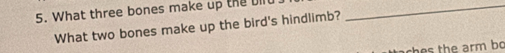 What three bones make up the bilu_ 
What two bones make up the bird's hindlimb? 
ches the arm bo