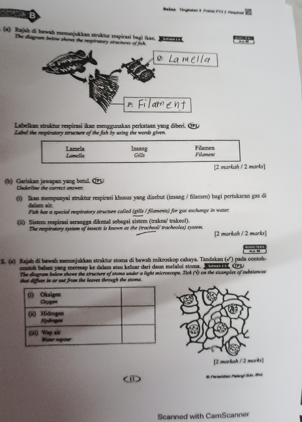Balna Tingkaten 3 Prakös PT3 2 Respires 
B 
(a) Rajah di bawah menunjukkan struktur respirasi bagi ikan. Jau 

The diagram belaw shows the resptratory structures of fish. 
m . d 
Labelkan struktur respirasi ikan menggunakan perkataan yang diberi, ① 
Label the respiratory structure of the fish by using the words given. 
Lamela Insang Filamen 
Lamella Gills Filament 
[2 markah / 2 marks] 
(b) Gariskan jawapan yang betul. 
Underline the correct answer. 
Ikan mempunyai struktur respirasi khusus yang disebut (insang / filamen) bagi pertukaran gas di 
dalam air. 
Fish has a special respiratory structure called (gills / filaments) for gas exchange in water. 
(ii) Sistem respirasi serangga dikenal sebagai sistem (trakea/ trakeol). 
The respiratory system of insects is known as the (tracheal/ tracheoles) system. 
[2 markah / 2 marks] 
mA. 0ù 
2. (a) Rajah di bawah menunjukkan struktur stoma di bawah mikroskop cahaya. Tandakan (√) pada contoh- 
contoh bahan yang meresap ke dalam atau keluar dari daun melalui stoma. mua OPU 
The diagram below shows the structure of stoma under a light microscope. Tick (√) on the examples of substances 
that diffuse in or out from the leaves through the stoma. 
11 © Penerbitan Pelangl Sdn, Bhd. 
Scanned with CamScanner