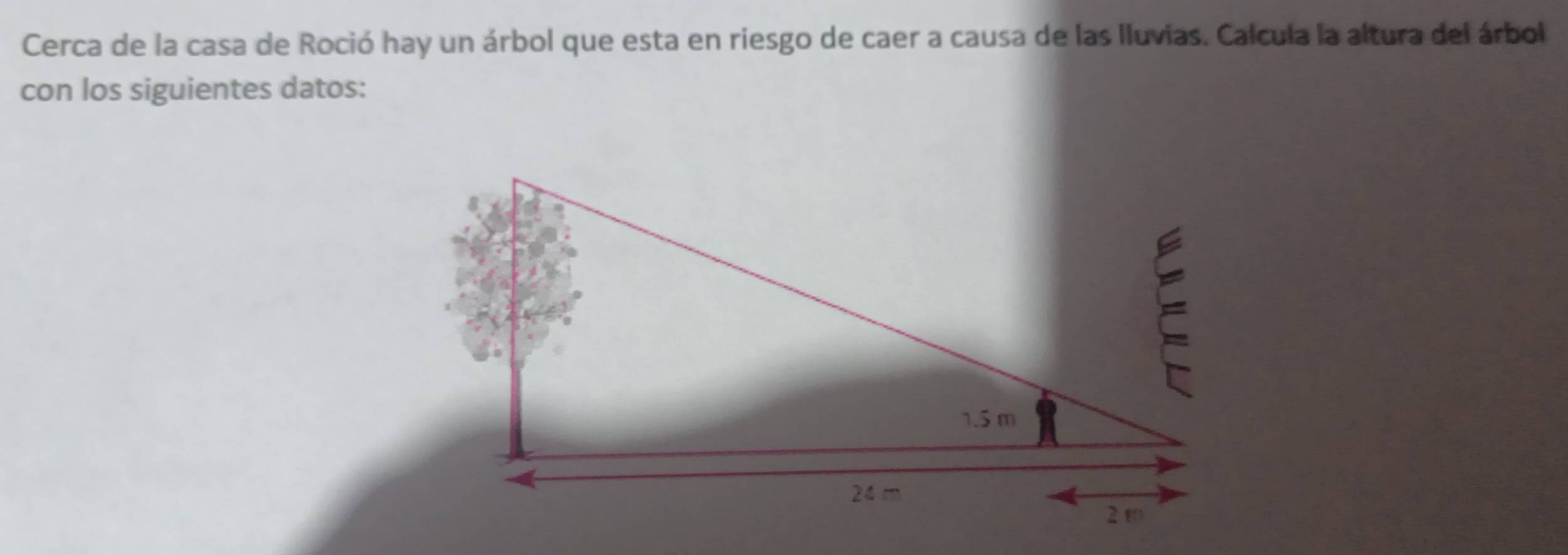 Cerca de la casa de Roció hay un árbol que esta en riesgo de caer a causa de las lluvias. Calcula la altura del árbol 
con los siguientes datos: