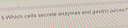 Which cells secrete enzymes and gastric juices?