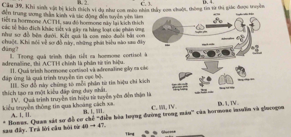 B. 2. C. 3. D. 4.
Câu 39. Khi sinh vật bị kích thích ví dụ như con mèo nhìn thấy con chuột, thông tin từ thị giác được truyền
đến trung ương thần kinh và tác động đến tuyến yên làm
tiết ra hormone ACTH, sau đó hormone này lại kích thích
các tế bào đích khác tiết và gây ra hàng loạt các phản ứng
như sơ đồ bên dưới. Kết quả là con mèo đuổi bắt con
chuột. Khi nói về sơ đồ này, những phát biểu nào sau đây
đúng?
I. Trong quá trình thận tiết ra hormone cortisol 
adrenaline, thì ACTH chính là phân tử tín hiệu.
II. Quá trình hormone cortisol và adrenaline gây ra cá
đáp ứng là quá trình truyền tin cục bộ.
III. Sơ đỗ này chứng tỏ mỗi phân tử tín hiệu chỉ kíc
thích tạo ra một kiểu đáp ứng duy nhất. 
IV. Quá trình truyền tín hiệu từ tuyến yên đến thận 
kiểu truyền thông tin qua khoáng cách xa.
A. I, II. B. l, IIl. C. III, IV. D. l, lV.
* Bonus. Quan sát sơ đồ cơ chế “điều hòa lượng đường trong máu” của hormone insulin và glucogon
sau đây. Trã lời câu hỏi từ 40 → 47.
Tãng Glucose