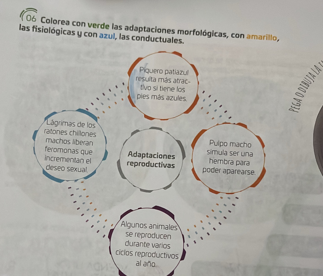 Colorea con verde las adaptaciones morfológicas, con amarillo, 
las fisiológicas y con azul, las conductuales. 
ño.