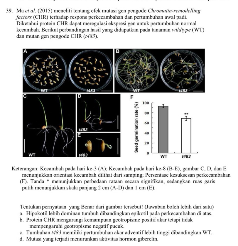 Ma et al. (2015) meneliti tentang efek mutasi gen pengode Chromatin-remodelling
factors (CHR) terhadap respons perkecambahan dan pertumbuhan awal padi.
Diketahui protein CHR dapat meregulasi ekspresi gen untuk pertumbuhan normal
kecambah. Berikut perbandingan hasil yang didapatkan pada tanaman wildtype (WT)
dan mutan gen pengode CHR (t483).
C
D
t483
E
WT t483
Keterangan: Kecambah pada hari ke -3 (A); Kecambah pada hari ke -8 (B-E), gambar C, D, dan E
menunjukkan orientasi kecambah dilihat dari samping; Persentase kesuksesan perkecambahan
(F). Tanda * menunjukkan perbedaan rataan secara signifíkan, sedangkan ruas garis
putih menunjukkan skala panjang 2 cm (A-D) dan 1 cm (E).
Tentukan pernyataan yang Benar dari gambar tersebut! (Jawaban boleh lebih dari satu)
a. Hipokotil lebih dominan tumbuh dibandingkan epikotil pada perkecambahan di atas.
b. Protein CHR mengurangi kemampuan geotropisme positif akar tetapi tidak
mempengaruhi geotropisme negatif pucuk.
c. Tumbuhan t483 memiliki pertumbuhan akar adventif lebih tinggi dibandingkan WT.
d. Mutasi yang terjadi menurunkan aktivitas hormon giberelin.