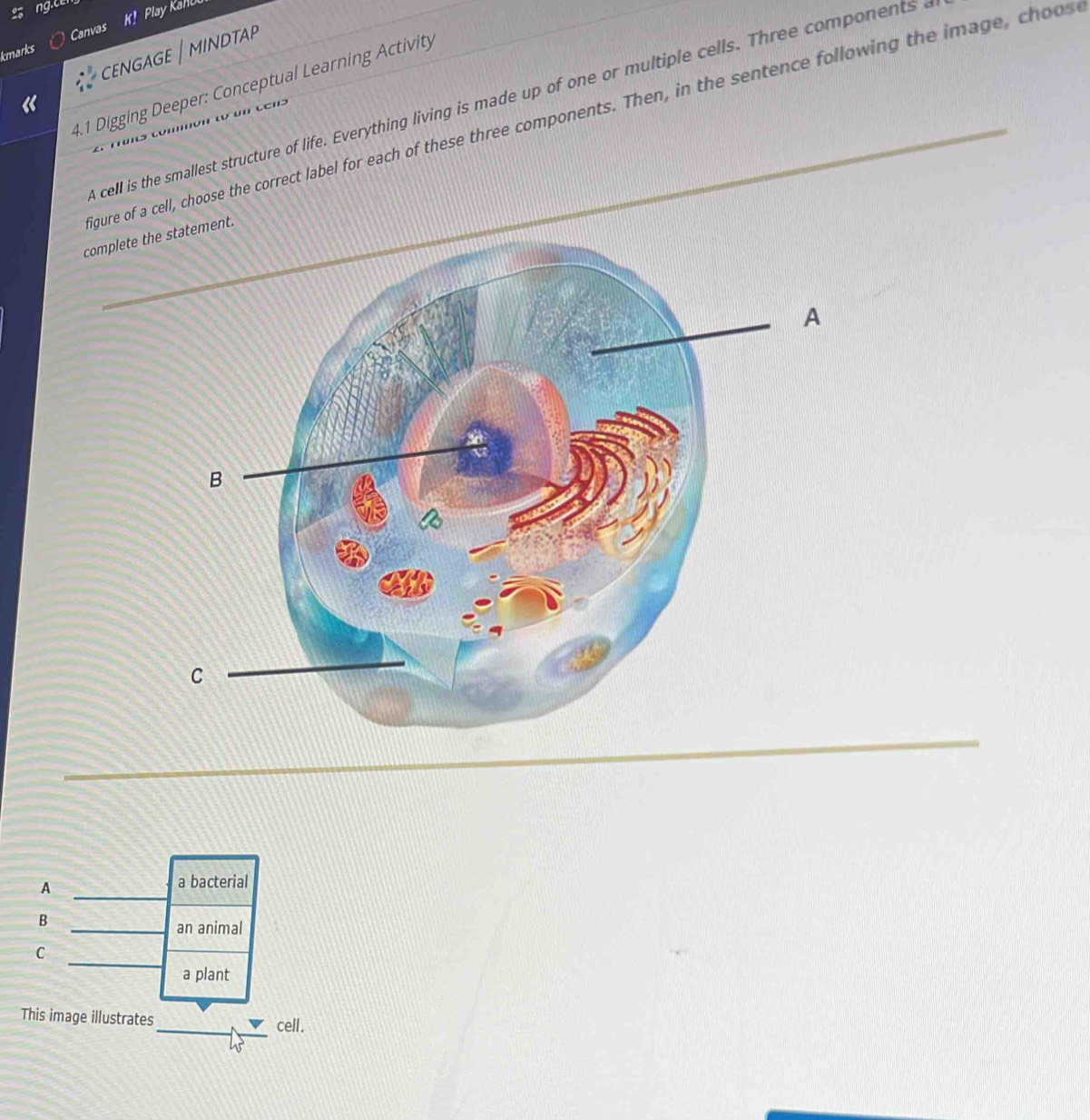 Play Kanou
kmarks Canvas
cENGAGE | MINDTAΡ
4.1 Digging Deeper: Conceptual Learning Activity
cell is the smallest structure of life. Everything living is made up of one or multiple cells. Three components 
gure of a cell, choose the correct label for each of these three components. Then, in the sentence following the image, choos
complnt.
_
_
A
a bacterial
B
an animal
C
a plant
This image illustrates
cell .