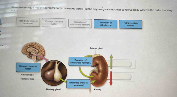 Solved: When necessary, a healthy person's body conserves water. Put ...