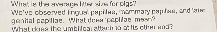 What is the average litter size for pigs? 
We've observed lingual papillae, mammary papillae, and later 
genital papillae. What does ‘papillae’ mean? 
What does the umbilical attach to at its other end?