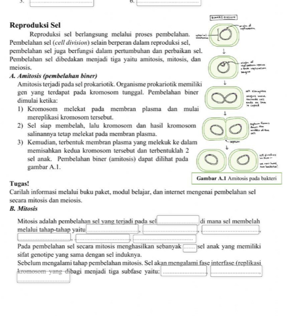 Reproduksi Sel
 
Reproduksi sel berlangsung melalui proses pembelahan.
Pembelahan sel (cell division) selain berperan dalam reproduksi sel,
pembelahan sel juga berfungsi dalam pertumbuhan dan perbaikan sel.
Pembelahan sel dibedakan menjadi tiga yaitu amitosis, mitosis, dan
meiosis.
 t  voy    e 
A. Amitosis (pembelahan biner) “g'      
Amitosis terjadi pada sel prokariotik. Organisme prokariotik memiliki
gen yang terdapat pada kromosom tunggal. Pembelahan biner am cloraphes ondjes wove
dimulai ketika:          e   i       a
1) Kromosom melekat pada membran plasma dan mulai 1 n caple d 
mereplikasi kromosom tersebut.
2) Sel siap membelah, lalu kromosom dan hasil kromosom
Saphiom Forms       
salinannya tetap melekat pada membran plasma.
,”
3) Kemudian, terbentuk membran plasma yang melekuk ke dalam
memisahkan kedua kromosom tersebut dan terbentuklah 2
sel anak. Pembelahan biner (amitosis) dapat dilihat pada
gambar A.1. we rad hnt     h e      
Gambar A.1 Amitosis pada bakteri
Tugas!
Carilah informasi melalui buku paket, modul belajar, dan internet mengenai pembelahan sel
secara mitosis dan meiosis.
B. Mitosis
Mitosis adalah pembelahan sel yang terjadi pada sel di mana sel membelah
melalui tahap-tahap yaitu_
Pada pembelahan sel secara mitosis menghasilkan sebanyak _sel anak yang memiliki
sifat genotipe yang sama dengan sel induknya.
Sebelum mengalami tahap pembelahan mitosis. Sel akan mengalami fase interfase (replikasi
kromosom yang dibagi menjadi tiga subfase yaitu:_
_
_